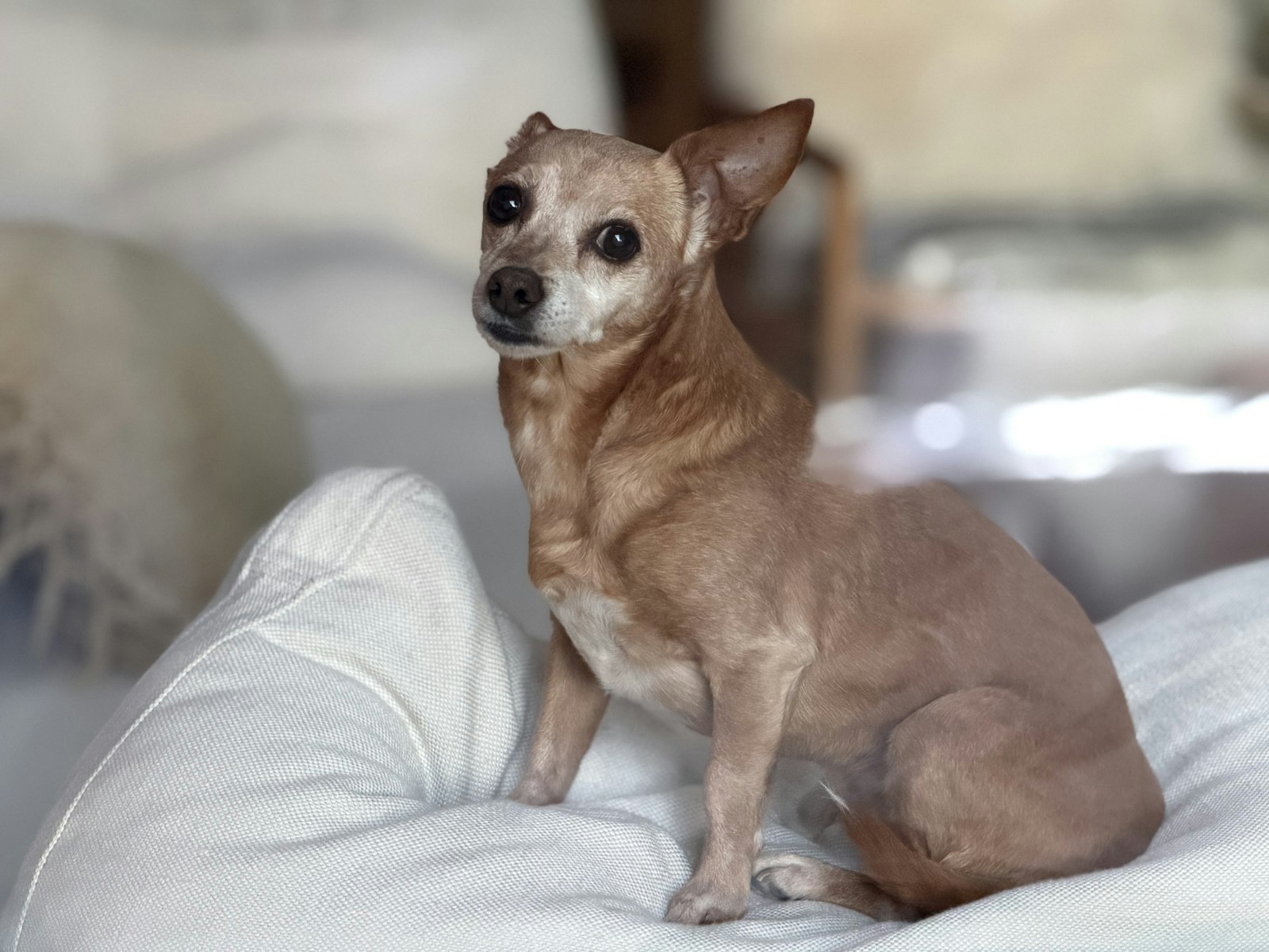 Dog Grooming Redwood City: How to Find the Right Fit for Your Dog